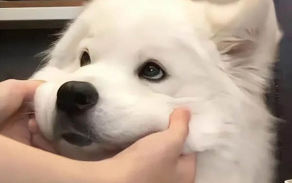 如何判斷狗狗有沒有弓形蟲