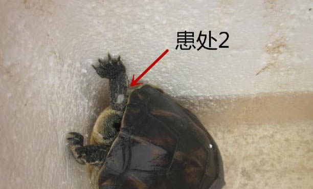 花龜?shù)膲勖嵌嗌倌? /></div></div>
			</article>			
        </div>
		<aside class=
