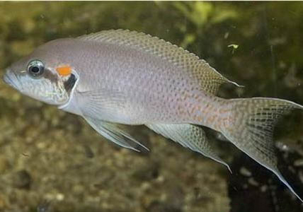 孔雀魚要死了可以剖腹產嗎