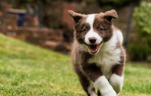 邊境牧羊犬價格多少錢一只