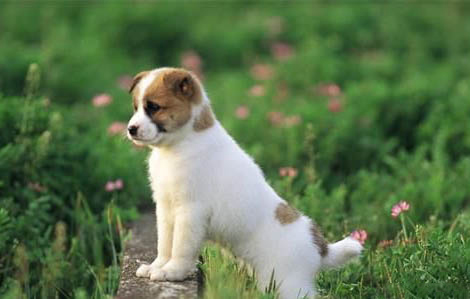 狗狗犬窩咳會有哪些癥狀