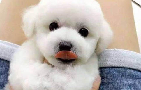 犬瘟狗不吃飯多久會死