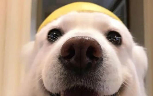 狗狗為什么得了細小病毒呢