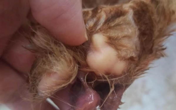請問貓咪嘔吐的原因及處理方法?