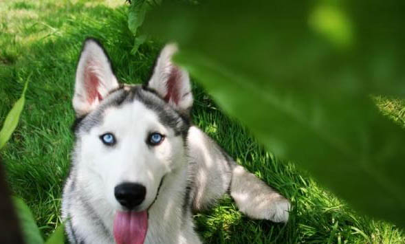 武漢禁養犬種有哪些