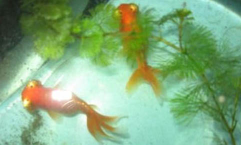 狗狗魚油可以給貓吃嗎