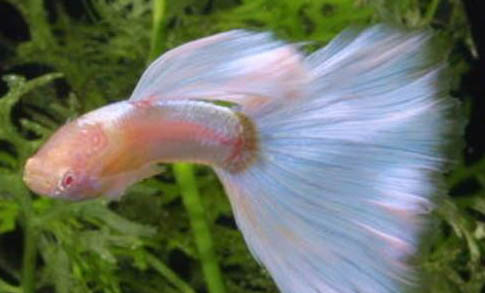 孔雀魚幼崽多久長大？