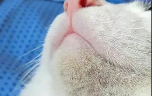 懷孕的貓咪生病了怎么辦啊