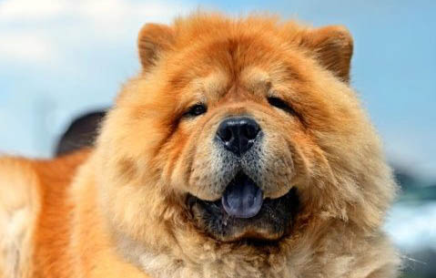 松獅犬為什么禁養？