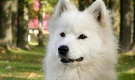 秋田犬和柴犬哪個好養