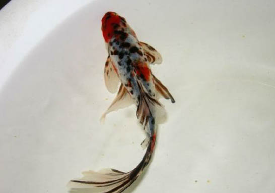 小金魚(yú)不吃魚(yú)食怎么辦