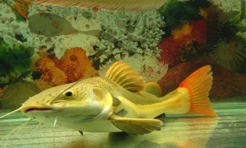 鯰魚和梭邊魚有什么區別