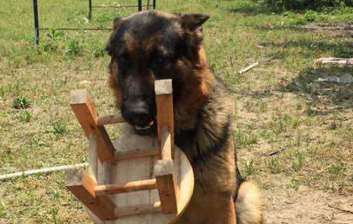 西安哪里有德牧犬舍