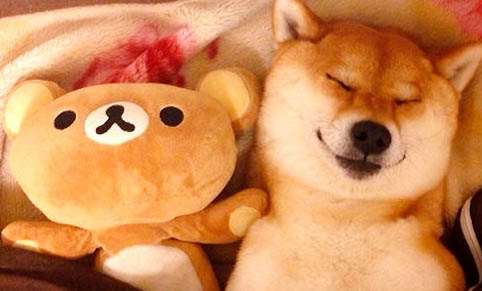 白色柴犬為什么那么貴
