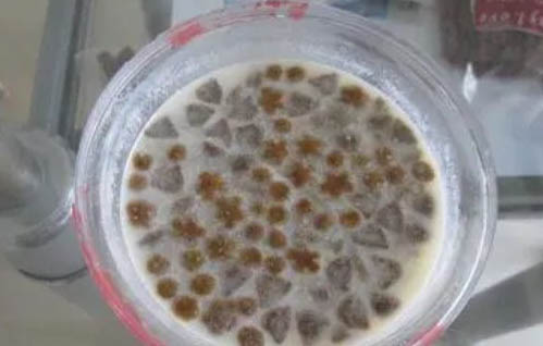 狗糧專家麥頓天然糧教你怎么喂養(yǎng)拉布拉多