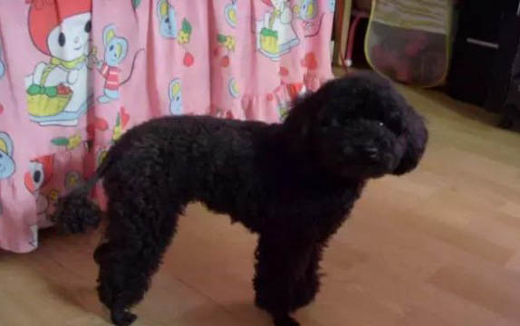 純種泰迪犬犬瘟過后多久能再養小狗