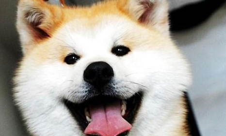 日本秋田犬價格多少錢一只
