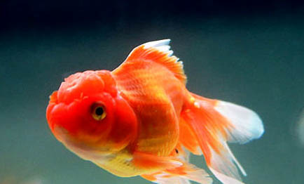 孔雀魚針尾病怎么治療呢
