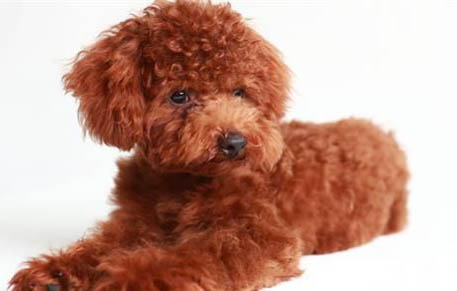 泰迪多大才算成犬啊？