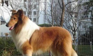 蘇格蘭牧羊犬犬瘟熱可以驅(qū)蟲嗎