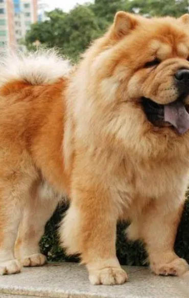 松獅犬多少錢一只
