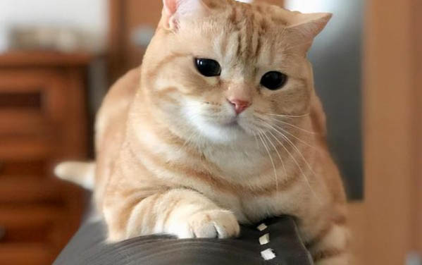 貓咪吐白色泡沫吃什么藥好