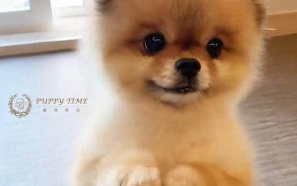 狗狗需要做絕育嗎多少錢