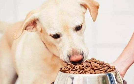 狗狗感冒咳嗽眼睛會有什么變化
