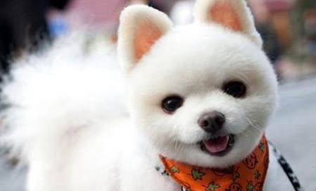 博美犬有哪些挑選標準