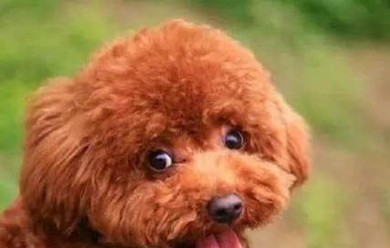 葡萄牙水犬幼犬特征 一個月圖片