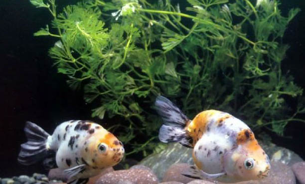 甲硝唑治療魚突眼