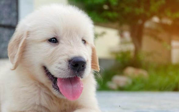 黃金獵犬是金毛嗎?黃金拾獵犬飼養方法是什么