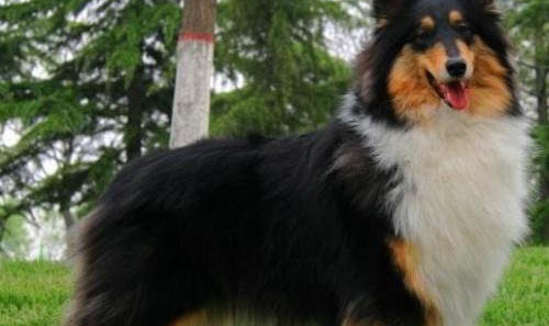 蘇格蘭牧羊犬喂食要點以及注意事項