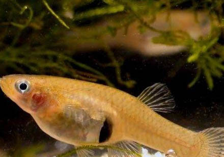 什么天氣適合釣魚