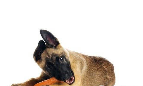 狗狗有避孕藥嗎