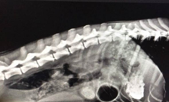 狗狗睡狗窩和行軍床哪個好