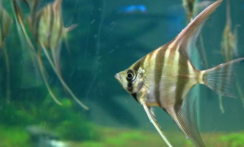米奇魚生小魚前兆？