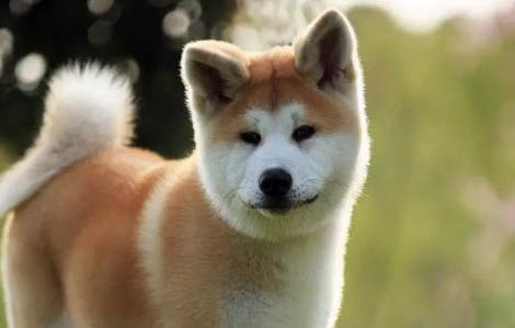 16個不能養秋田犬的理由