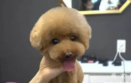 貴賓犬懷孕多久會生?