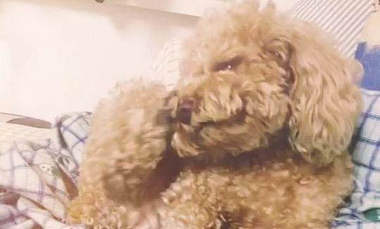 狗能喝可樂嗎