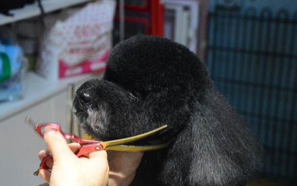 狗狗可不可以吃綠豆湯