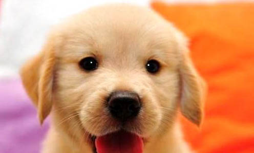 金毛犬為什么會吃自己的屎?