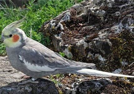 玄鳳鸚鵡過冬的注意事項(xiàng)