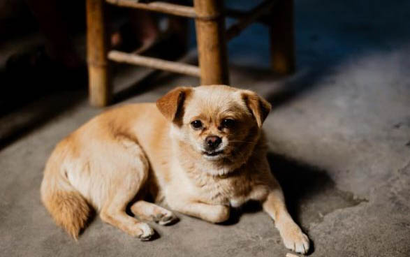 狗毛打結全身紅點是什么原因