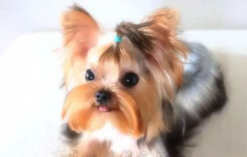 狗狗肝病有哪些癥狀