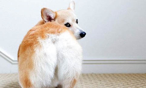 北京柯基犬多少錢一只