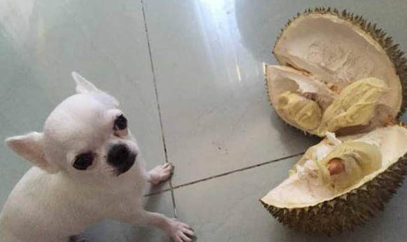 狗狗胃腸感冒吃什么藥好