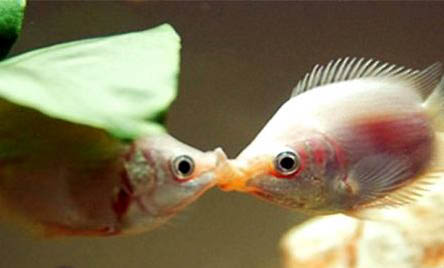 公母接吻魚能混養嗎