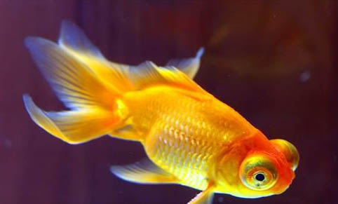 草種金魚有哪些品種