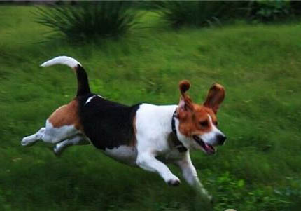 比格犬一般的價格是多少